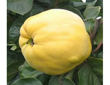 Саженцы айвы сорт Студентка, подвой ВА-29 Саженцы айвы сорт Студентка, подвой ВА-29