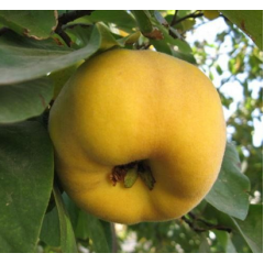 Саджанці айви сорт Щедра