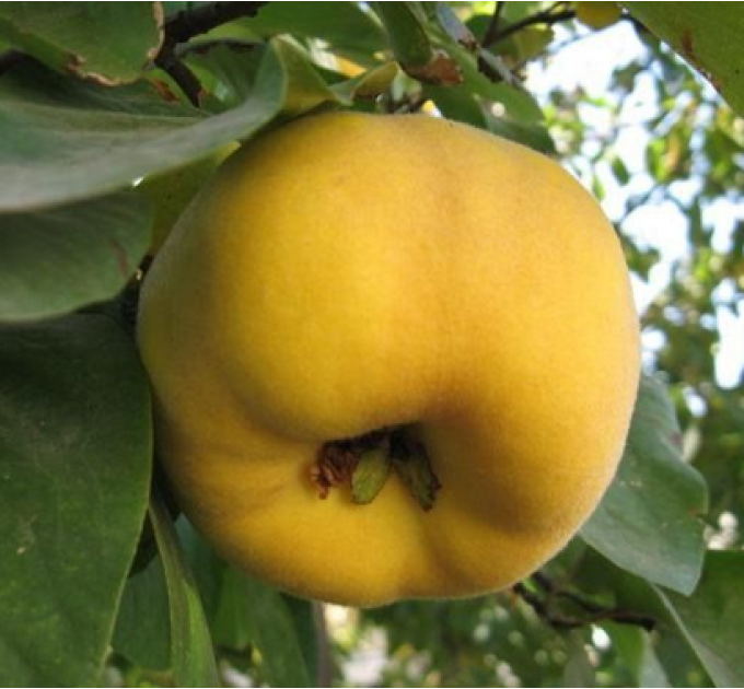 Саженцы айвы сорт Щедрая