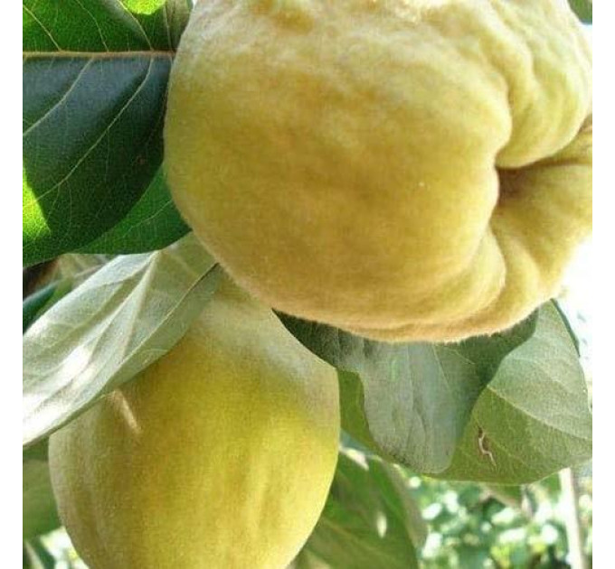 Саженцы айвы сорт Находка Грибанова, подвой ВА-29