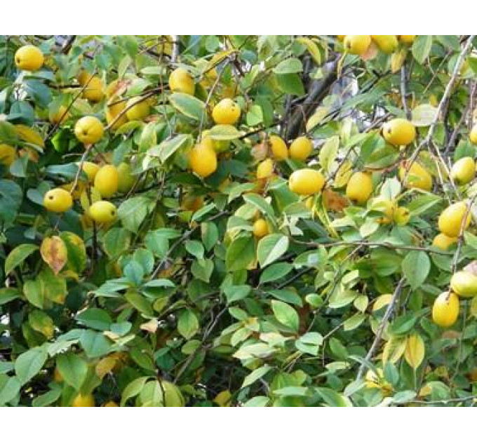 Саженцы айвы сорт Лимонная