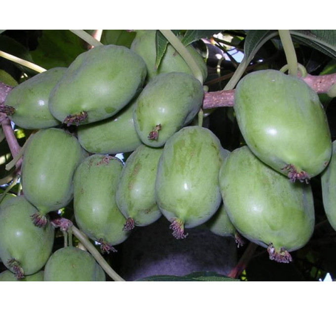 Актинідія аргута Великоплідна (жіноча) 2 річна, конт. 3 л