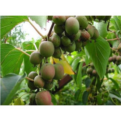 Актинідія аргута Самоплідна 1 річна, конт. Р9