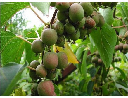 Актинідія аргута Самоплідна 1 річна, конт. Р9