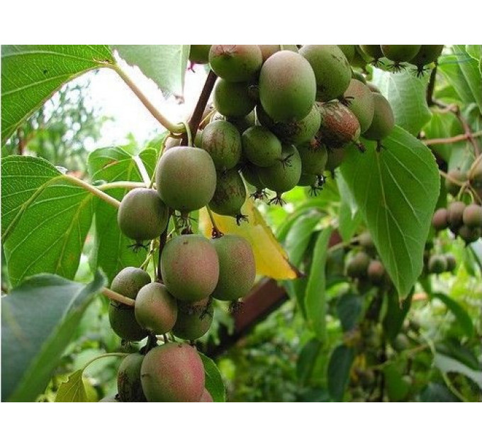 Актинідія аргута Самоплідна 1 річна, конт. Р9