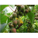 Актинідія аргута Самоплідна 1 річна, конт. Р9