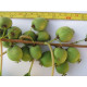Актинидия сорт Римма, 2- летняя ,контейнер Р9