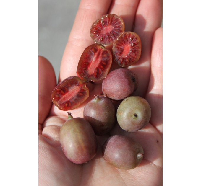 Актинидия сорт Кенс Ред, 3 летняя 7.5 л