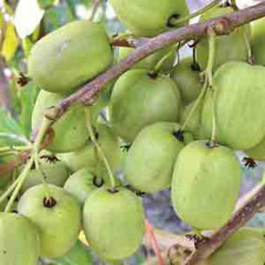 Актинидия сорт Римма 3 - летняя, контейнер 5л