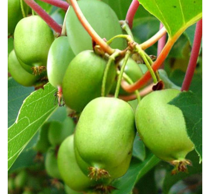 Актинидия сорт Вити киви, 3 летняя 7.5 л