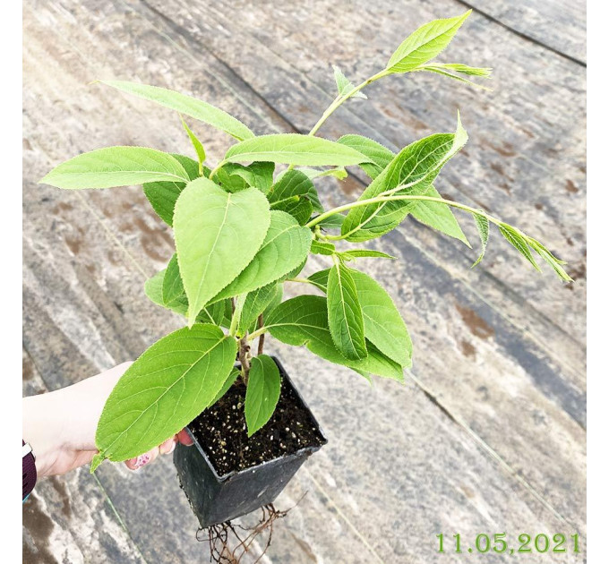 Актинідія сорт Оригінальна (жіноча) 1 річна, конт. Р9 (пізнього терміну дозрівання)