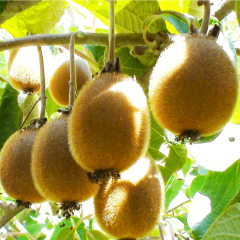 Саженцы киви сорт Монти 2 летние, конт. 5 л