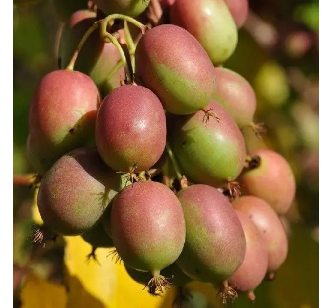 Актинідія сорт Оригінальна (жіноча) 1 річна, конт. Р9 (пізнього терміну дозрівання)