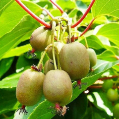 Актинидия сорт Оригинальная (женская) 1 летняя, конт. Р9 (позднего срока созревания)