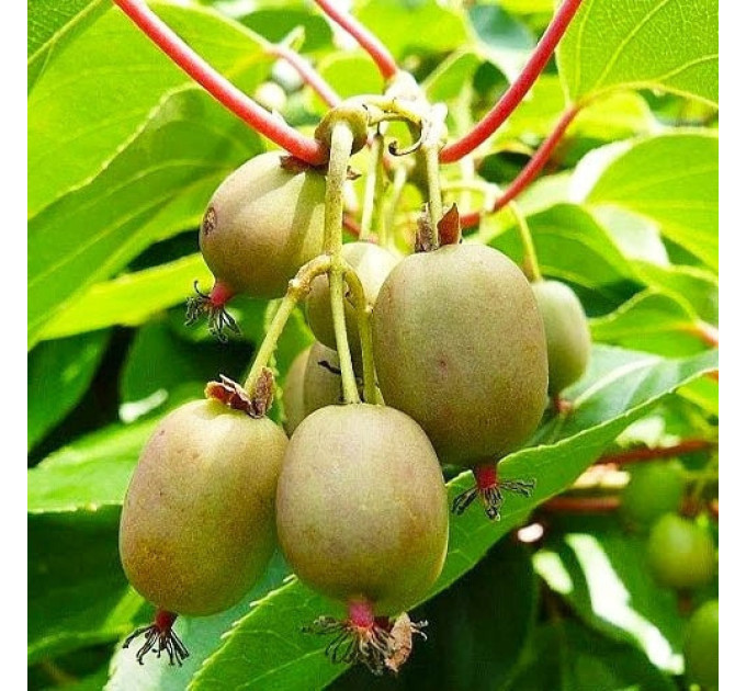 Актинідія сорт Оригінальна (жіноча) 1 річна, конт. Р9 (пізнього терміну дозрівання)