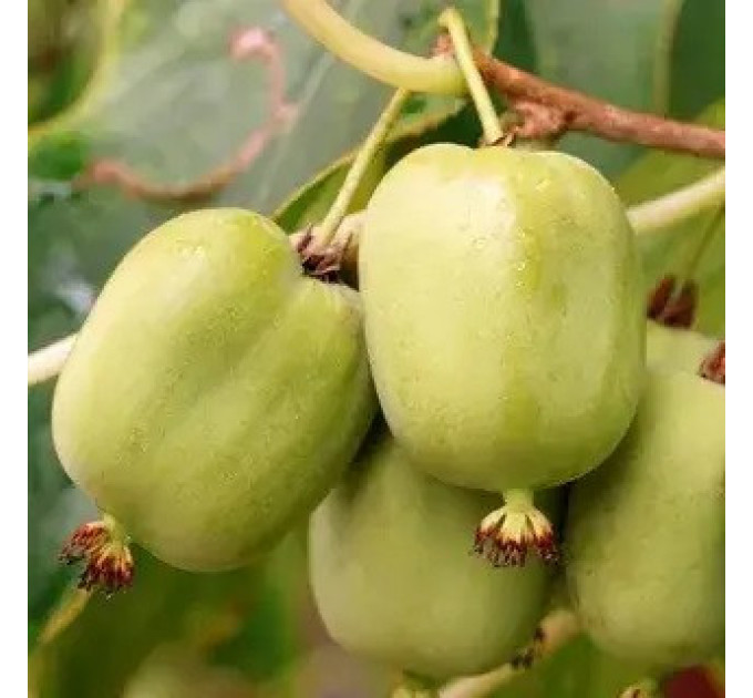 Актинидия аргута "Байерн Киви" 1 летняя, конт. P9