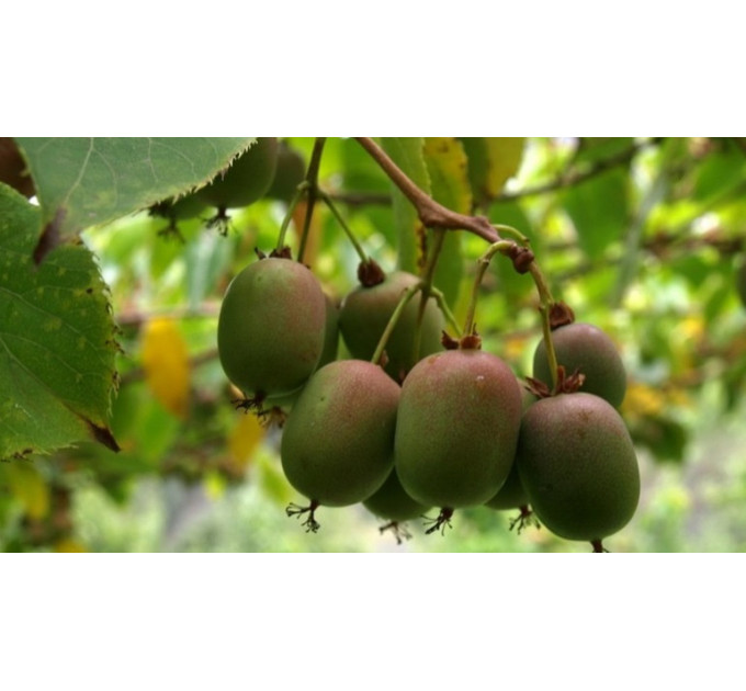 Актинидия аргута "Байерн Киви" 1 летняя, конт. P9