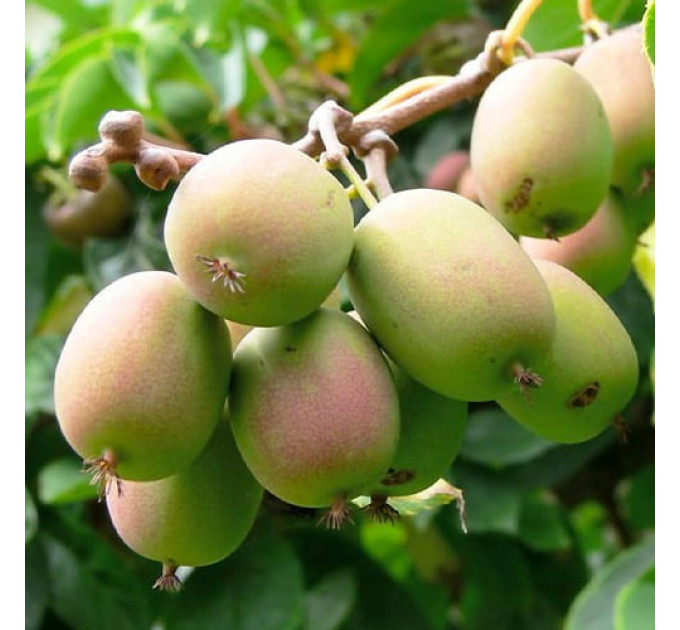 Актинидия аргута "Байерн Киви" 1 летняя, конт. P9