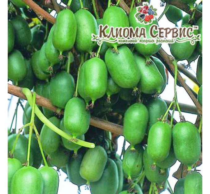 Актинідія сорт Оригінальна (жіноча) 1 річна, конт. Р9 (пізнього терміну дозрівання)