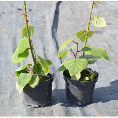 Саженцы киви сорт Монти, в контейнере