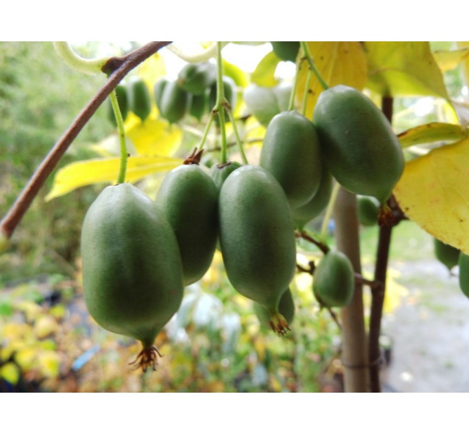 Актинідія гостролиста сорт Ісаї, 3 роки 7.5 л