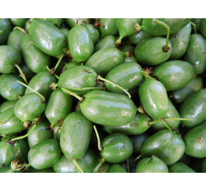 Актинідія гостролиста сорт Ісаї, 3 роки 7.5 л