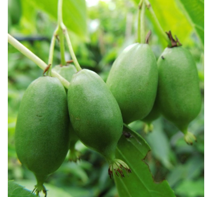 Актинідія гостролиста сорт Ісаї, 3 роки 7.5 л