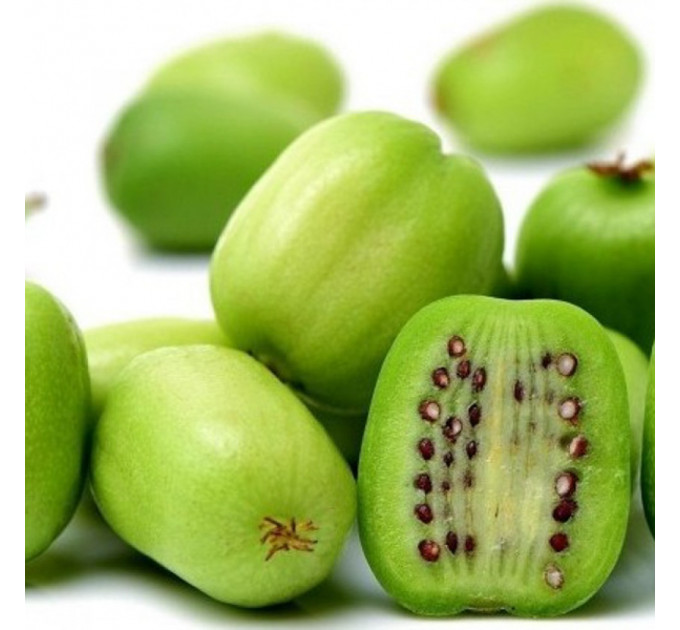 Актинидия аргута Крупноплодная (женская) 1 летняя, конт. Р9 (среднего срока созревания)