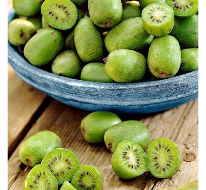 Актинидия аргута Крупноплодная (женская) 1 летняя, конт. Р9 (среднего срока созревания)