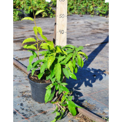 Актинидия аргута Сентябрьская (женская), 2 лет. (С3)