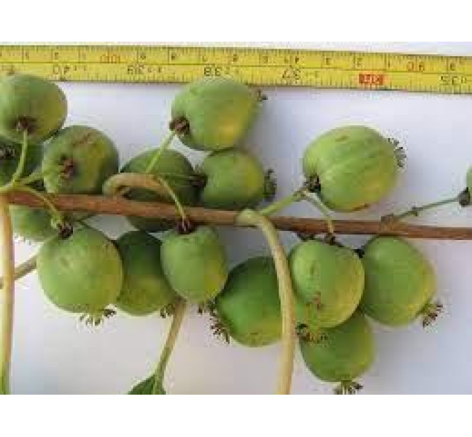 Саджанці актинідії сорт Римма 1 річні, конт. P9