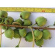 Саджанці актинідії сорт Римма 1 річні, конт. P9