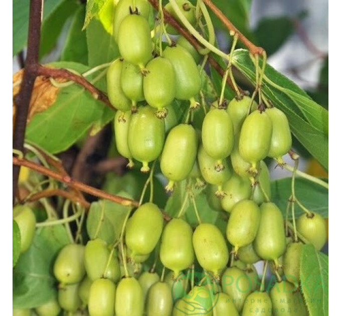 Актинідія гостролиста сорт Ісаї, 3 роки 7.5 л