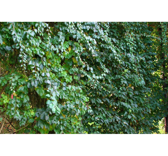 Актинідія гостролиста сорт Ісаї, 3 роки 7.5 л