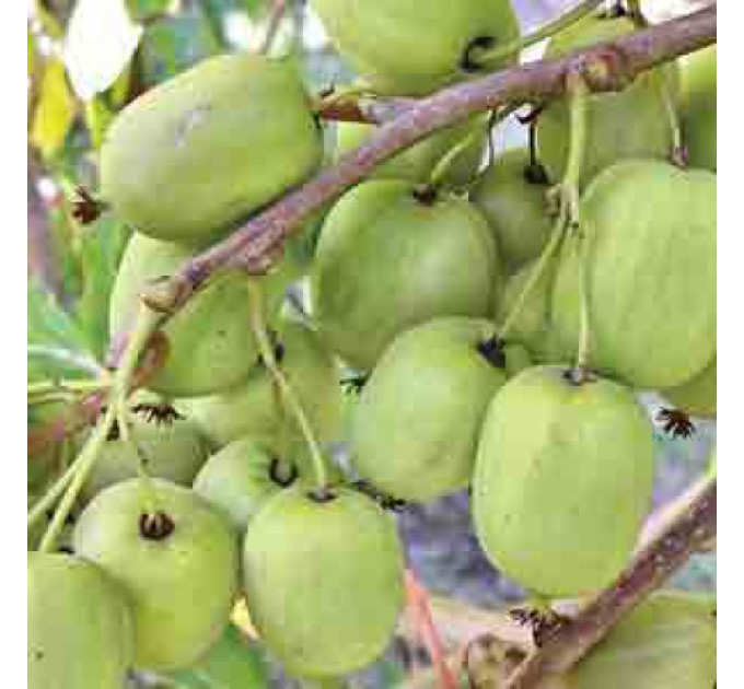 Саджанці актинідії сорт Римма 1 річні, конт. P9