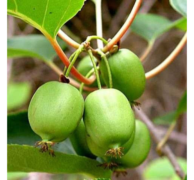 Актинидия сорт Римма 2 летняя, конт. 3 л (позднего срока созревания)