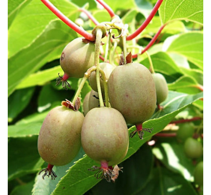 Актинидия сорт Римма 2 летняя, конт. 3 л (позднего срока созревания)