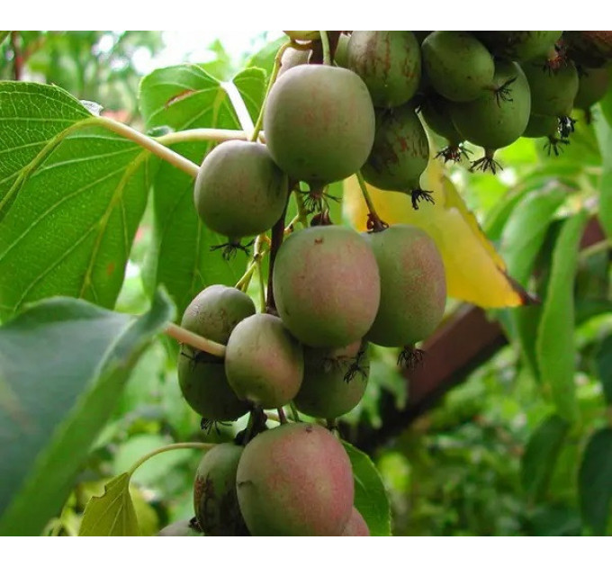 Актинидия аргута "Вейки" 1 летняя, конт. P9