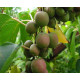 Актинидия аргута "Вейки" 1 летняя, конт. P9