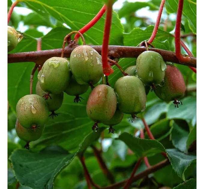 Актинидия аргута "Вейки" 1 летняя, конт. P9