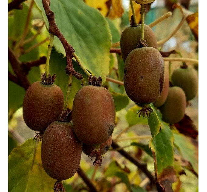 Актинидия аргута "Вейки" 1 летняя, конт. P9