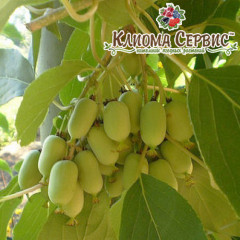 Актинидия сорт Римма 2 летняя, конт. 3 л (позднего срока созревания)