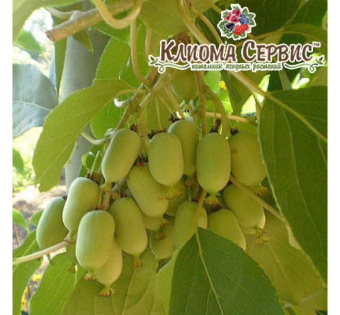 Актинидия сорт Римма 2 летняя, конт. 3 л (позднего срока созревания)