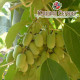 Актинидия сорт Римма 2 летняя, конт. 3 л (позднего срока созревания)