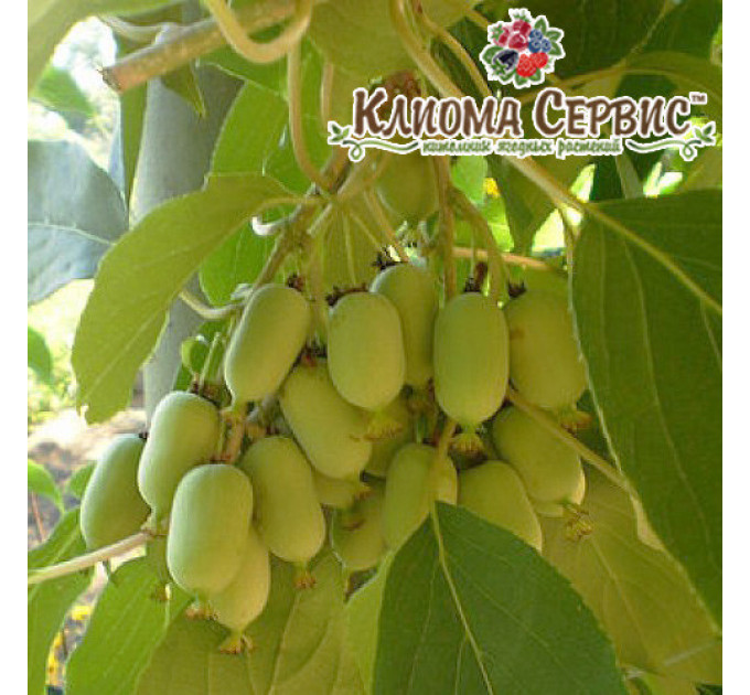 Саджанці актинідії сорт Римма 1 річні, конт. P9