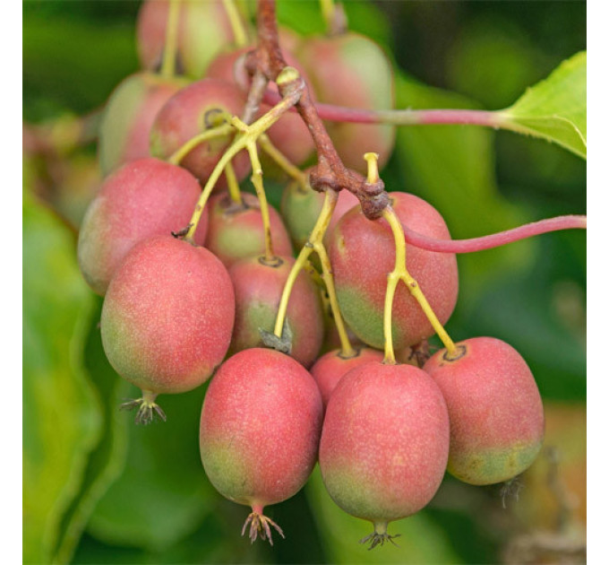 Саджанці актинідії сорт Катруся, 1 річні контейнер 0.5 л