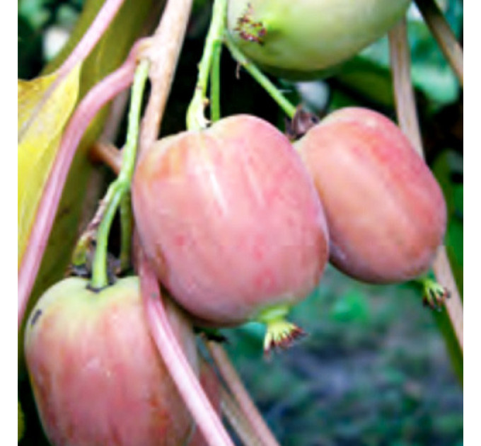 Саджанці актинідії сорт Катруся, 1 річні контейнер 0.5 л