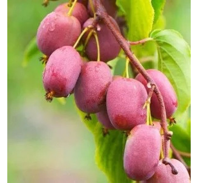 Актинидия сорт Катруся 2 летняя, конт. 3 л (среднего срока созревания)