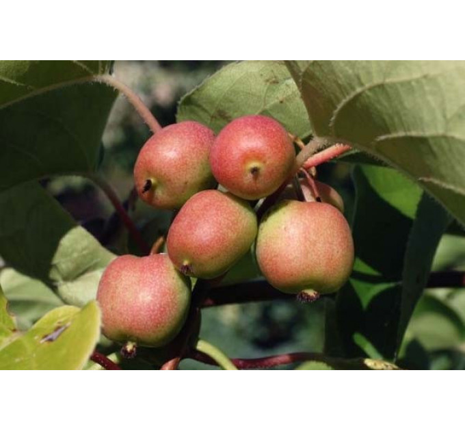 Актинидия аргута "Женева" 1 летняя, конт. P9