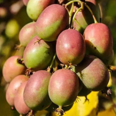 Актинидия аргута "Женева" 1 летняя, конт. P9